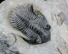 Pair of Metacanthina (Asteropyge) Trilobites - Lghaft #57669-3